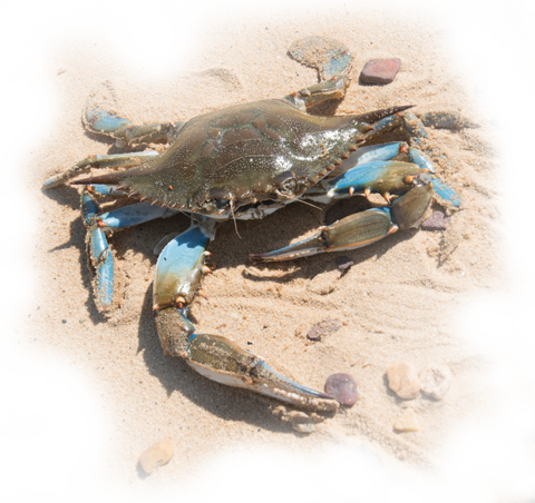 crab